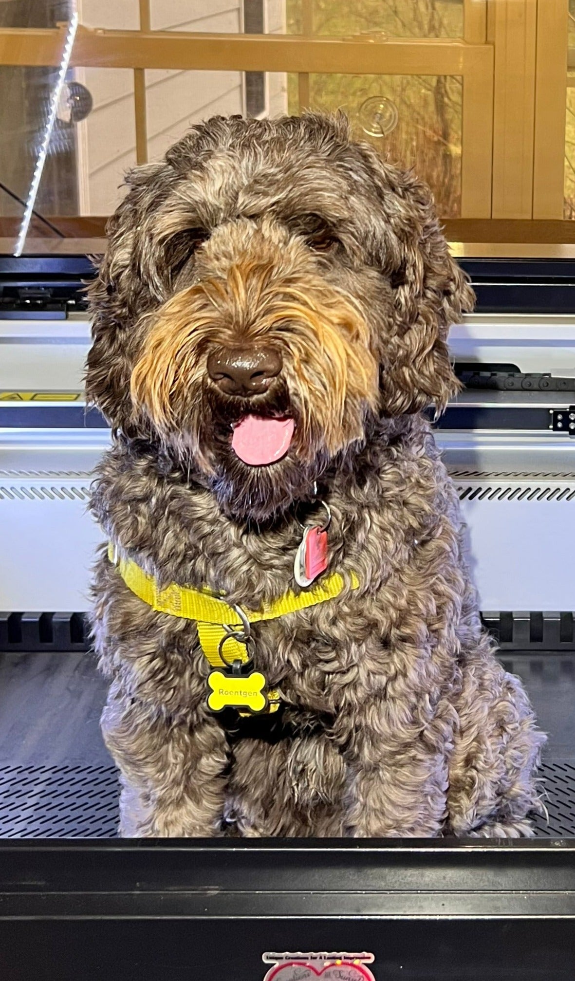 Heart & Bone Shaped Silicone Pet ID Tag.